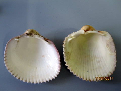 Bivalve mediterraneo!?